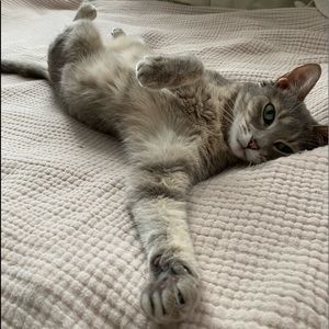 Hello, I’m Alffie 😸